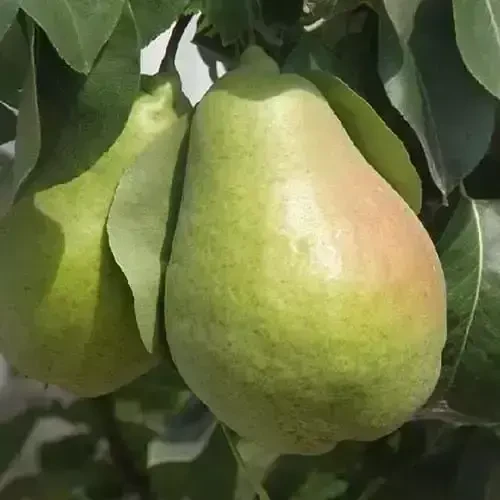 Саджанці груші Ноябрська