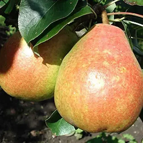 Саджанці груші Ніколай Крюгер