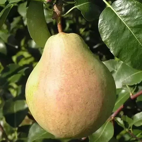 Саджанці груші Марія