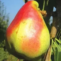 Саджанці груші Мадам Балле