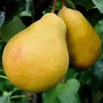 Саджанці груші Львівський сувенір