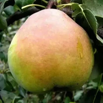 Саджанці груші Кучерянка