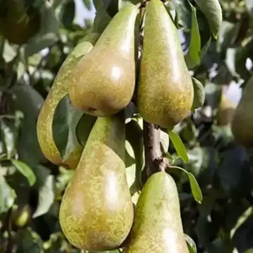 Саджанці груші Конкорд