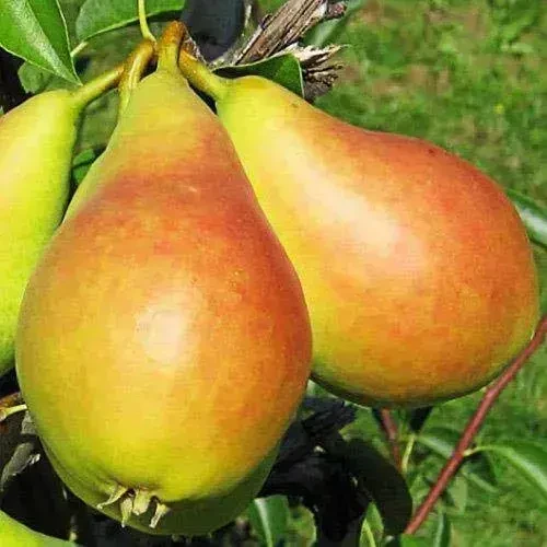 Саджанці груші Ізольда