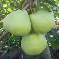 Саджанці груші Жозефіна