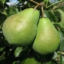 Саджанці груші Бере Люка