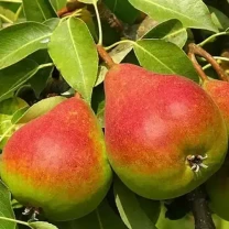 Саджанці груші Бере Жиффар