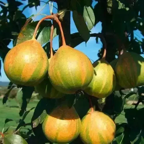 Саджанці груші Бергамот полосатий