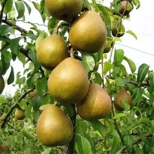 Саджанці груші Анжеліс