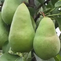 Саджанці груші Амфора