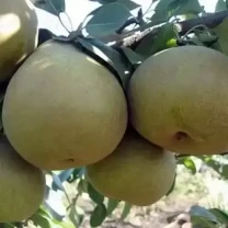 Саджанці груші Етюд