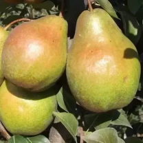 Саджанці груші Еріка