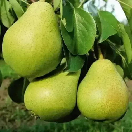 Саджанці груші Давид