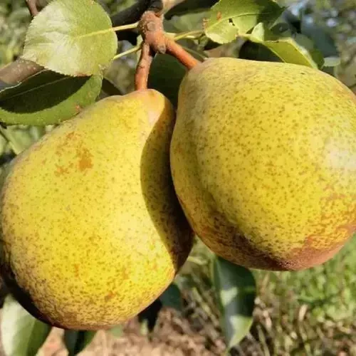 Саджанці груші Генерал Леклерк