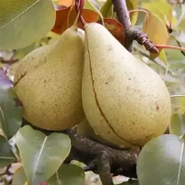 Саджанці груші Вільямс зимовий (Кюре)