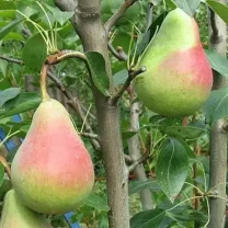 Саджанці груші Вікторія