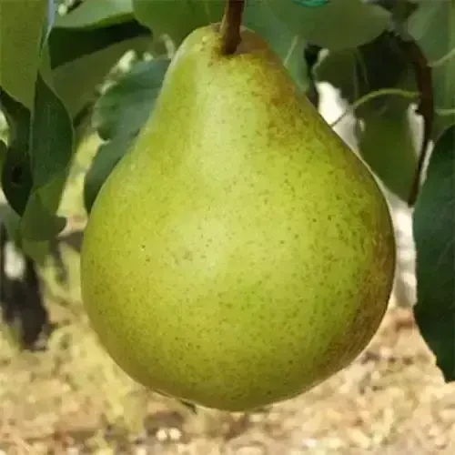 Саджанці груші Виставкова