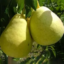 Саджанці груші Богема