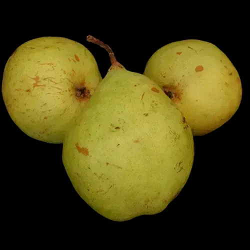 Саджанці груші Бере Сікс