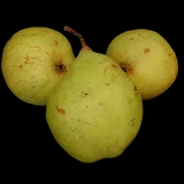 Саджанці груші Бере Сікс