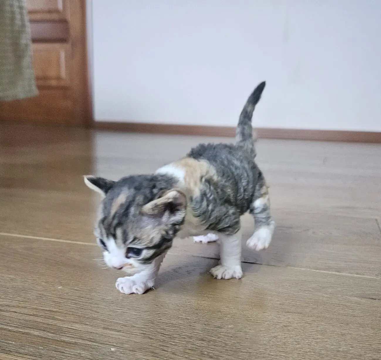 Найкращі кошенята девон-рекс. 3