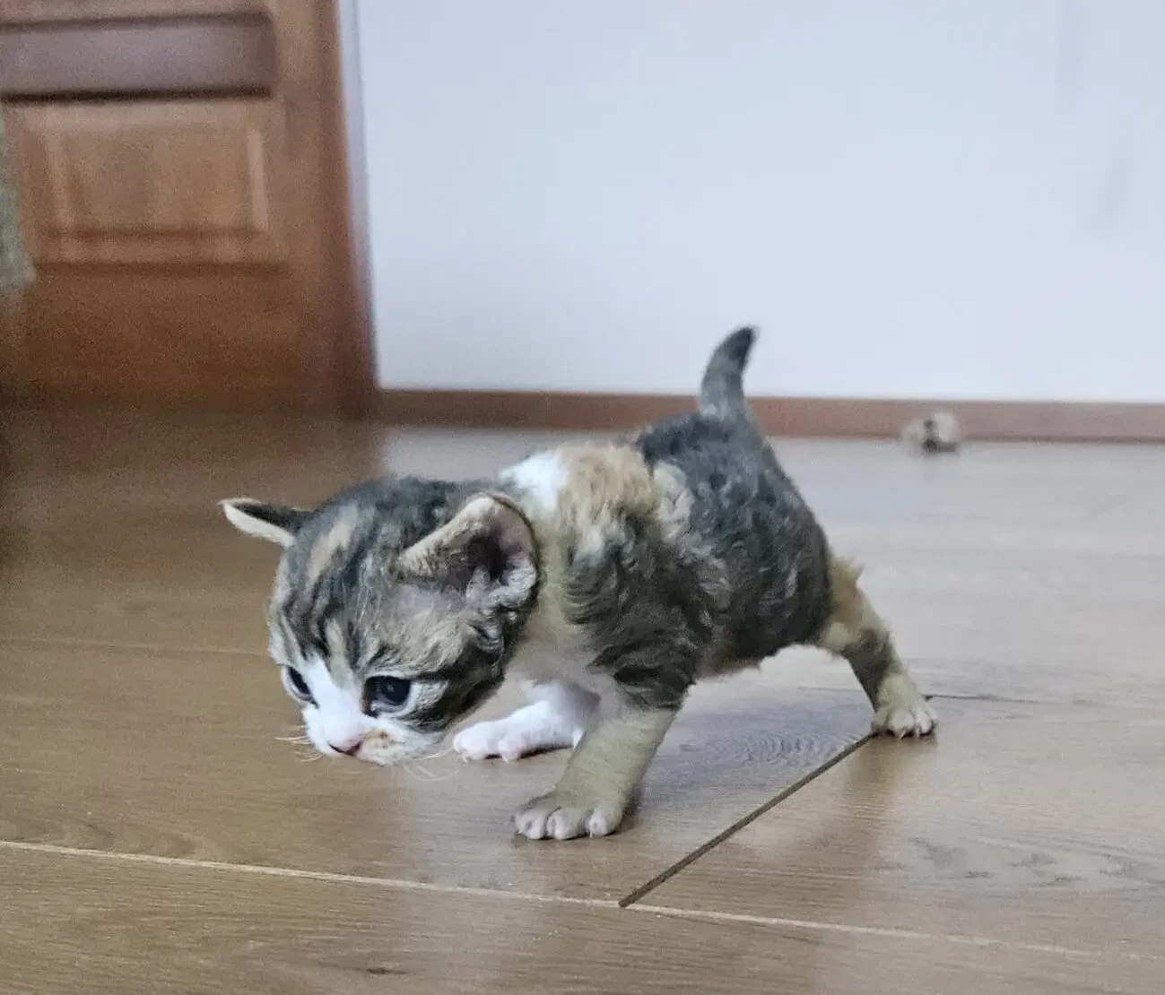 Найкращі кошенята девон-рекс. 5