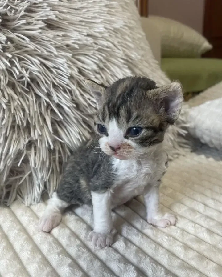 Найкращі кошенята девон-рекс.