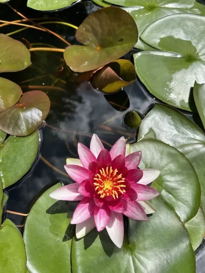 Німфея, водяна лілія червона в Харкові 2