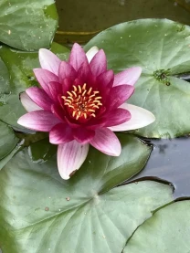 Німфея, водяна лілія червона в Харкові