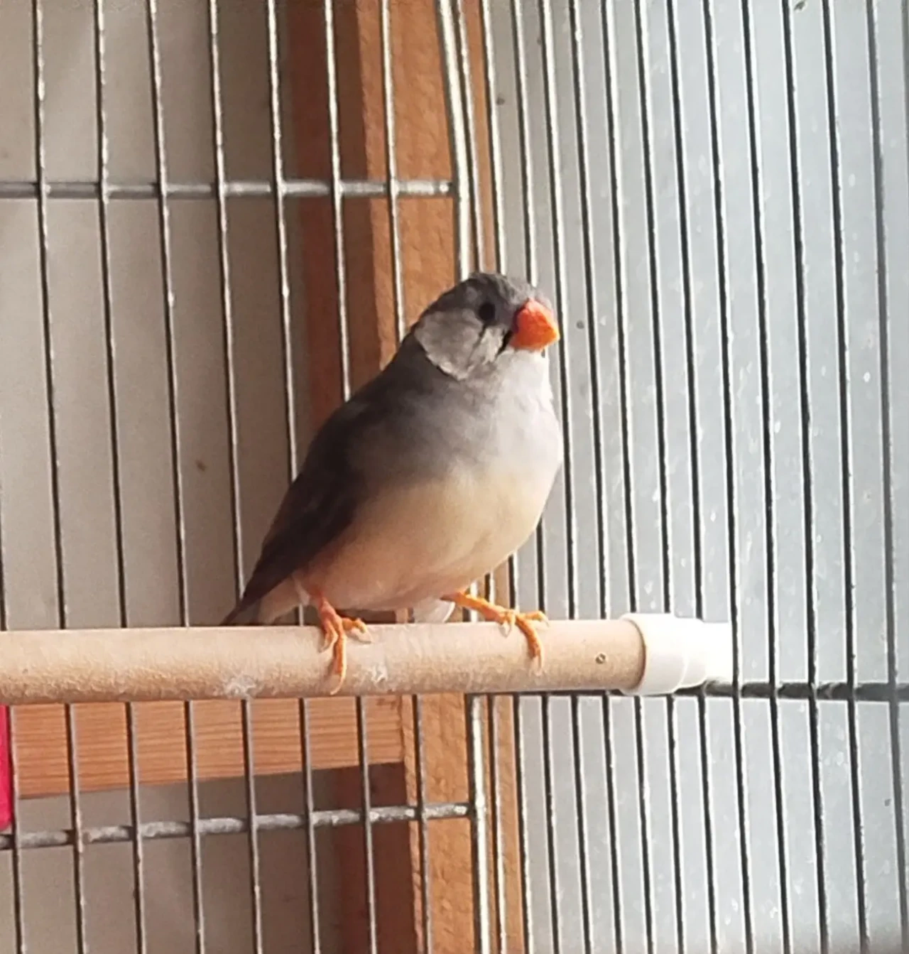 Зебровая амадина