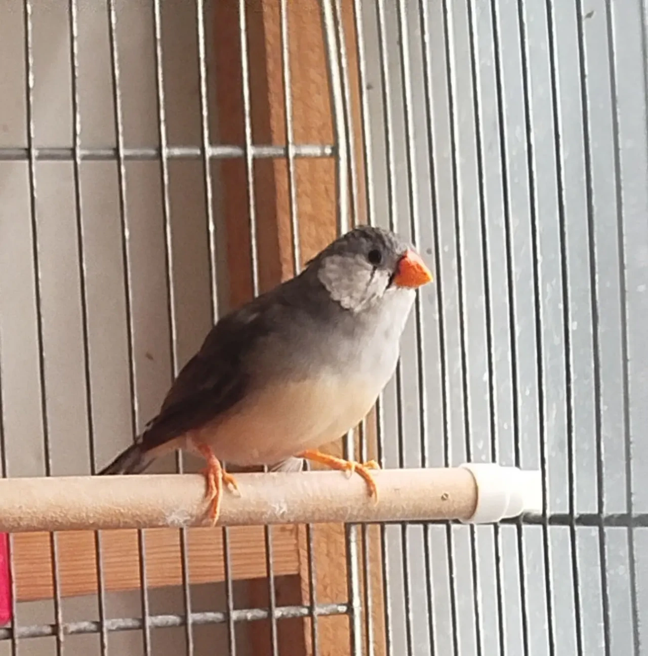 Зебровая амадина 2