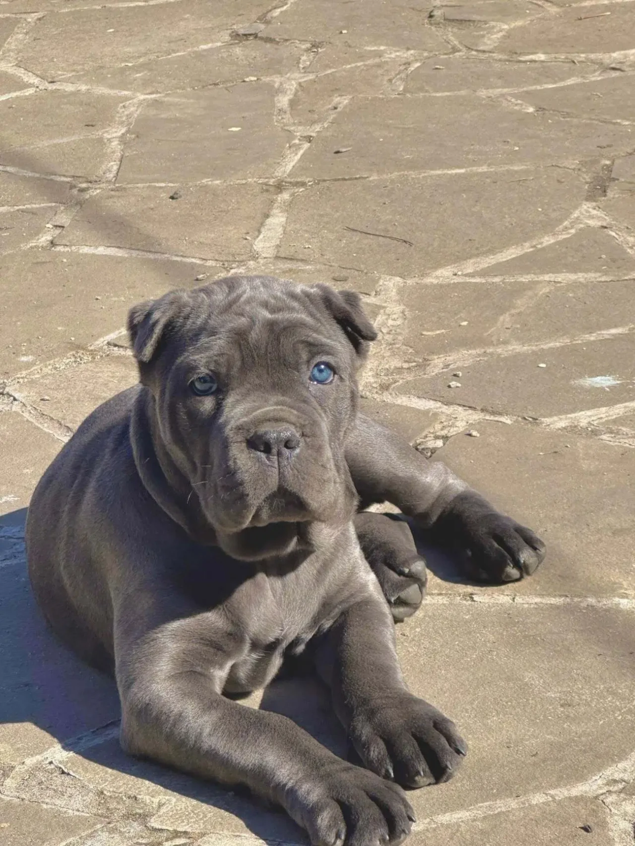 Італійські мафіозі 2