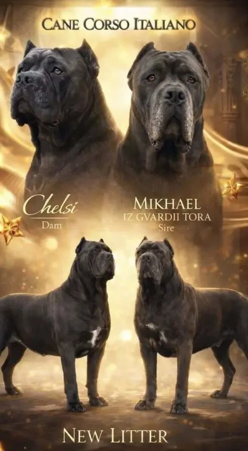 Італійські мафіозі