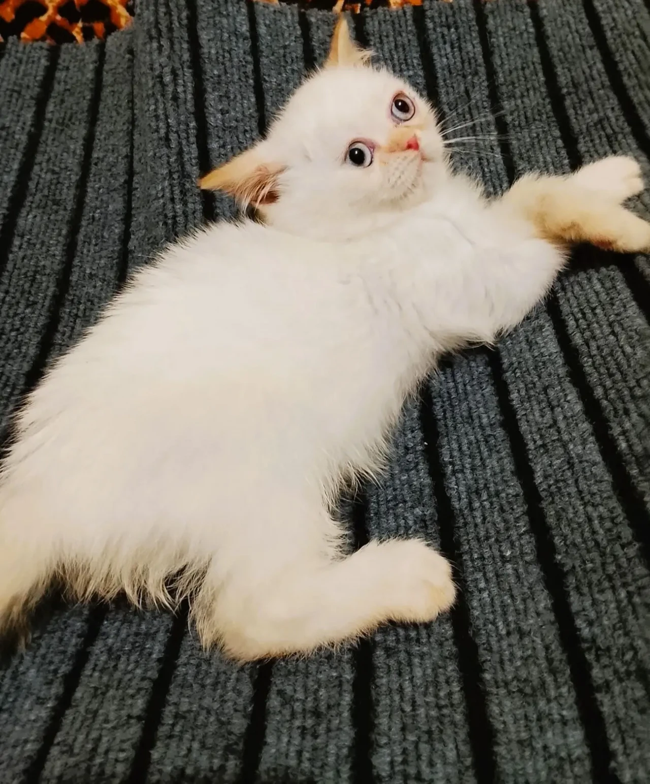 Персидська дівчинка 2