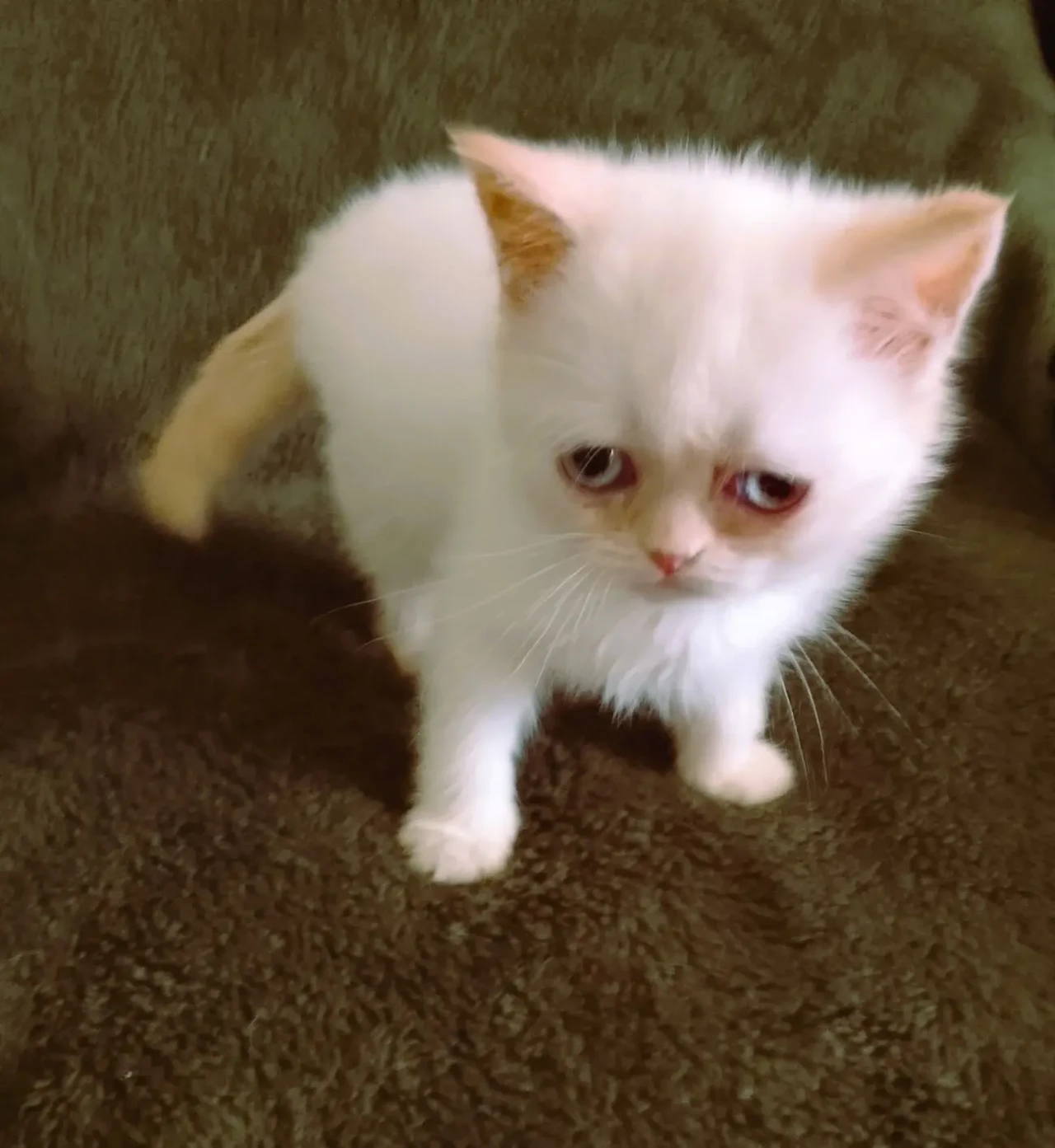 Персидська дівчинка 4