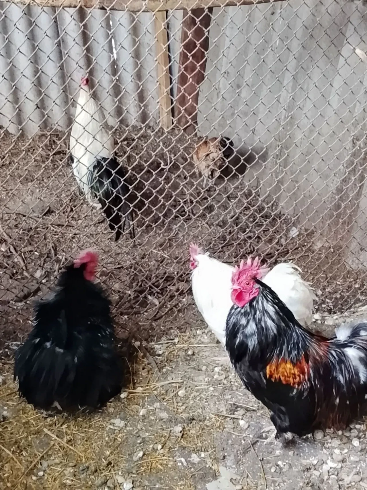 Продам карликових півників 5