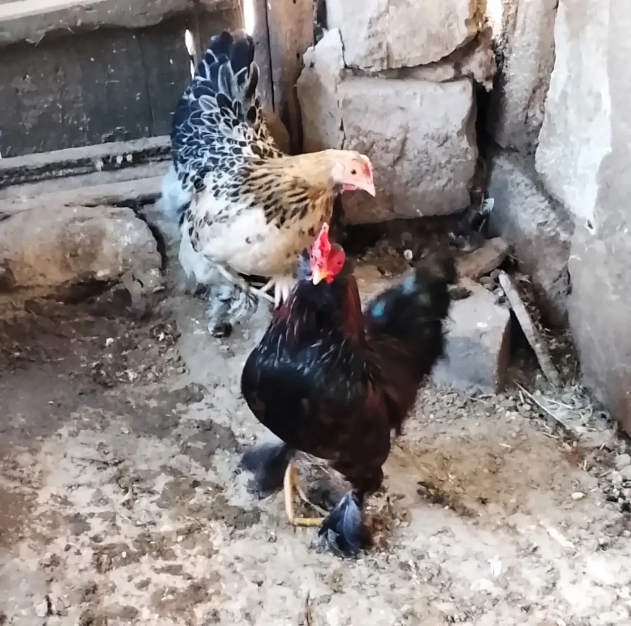 Продам карликових півників 2