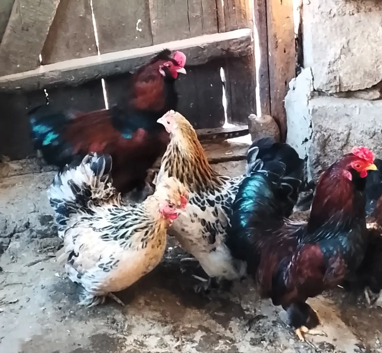 Продам карликових півників 4