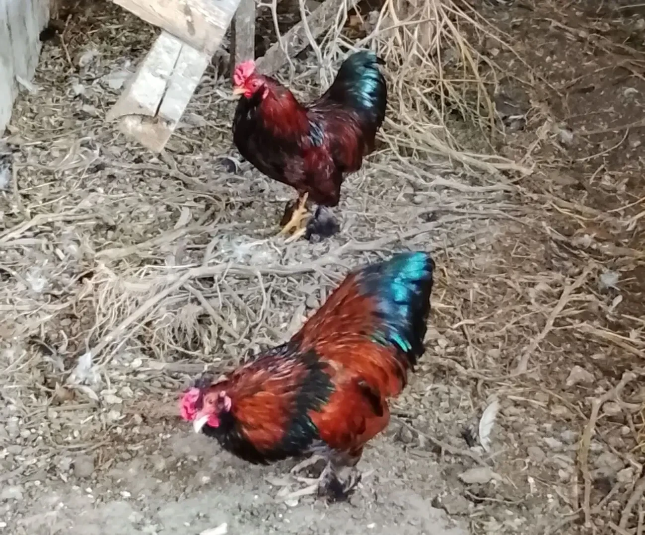 Продам карликових півників 3