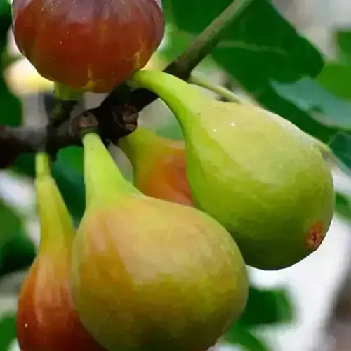 Саджанці 2-річного інжиру з власного плодорозсадника 2