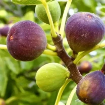 Саджанці 2-річного інжиру з власного плодорозсадника