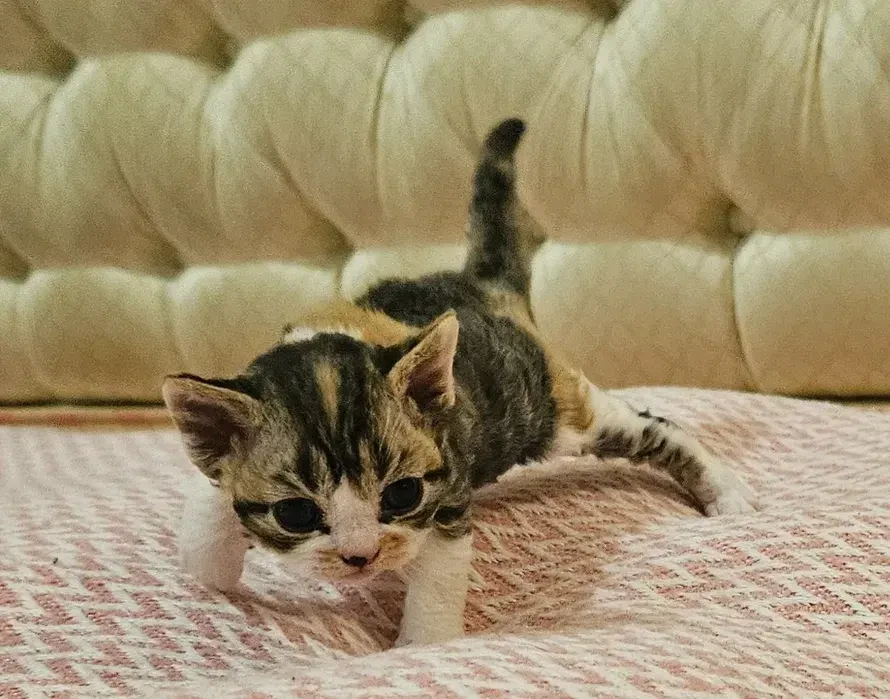 Чудові кошенятка девон-рекс. 2