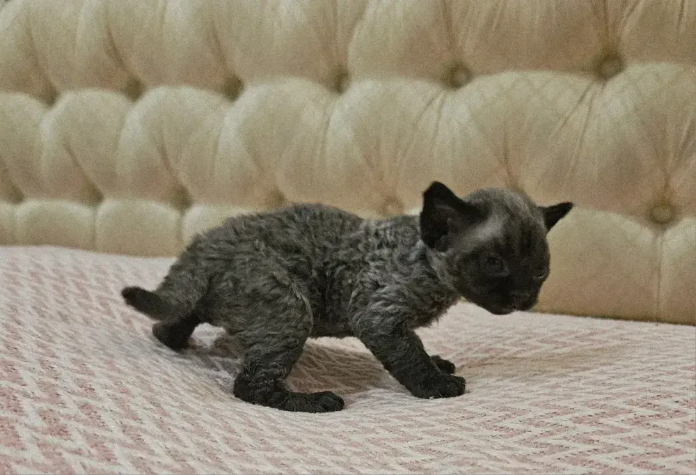 Чудові кошенятка девон-рекс. 3