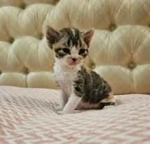 Чудові кошенятка девон-рекс.