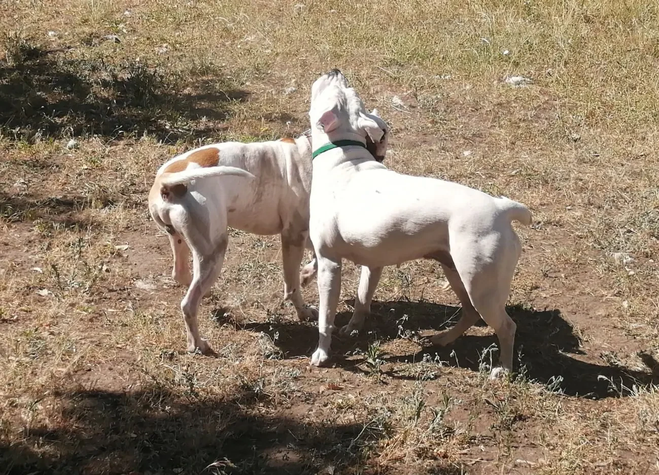 Щенок Стафаршидського Терьера  Дівчинка 3