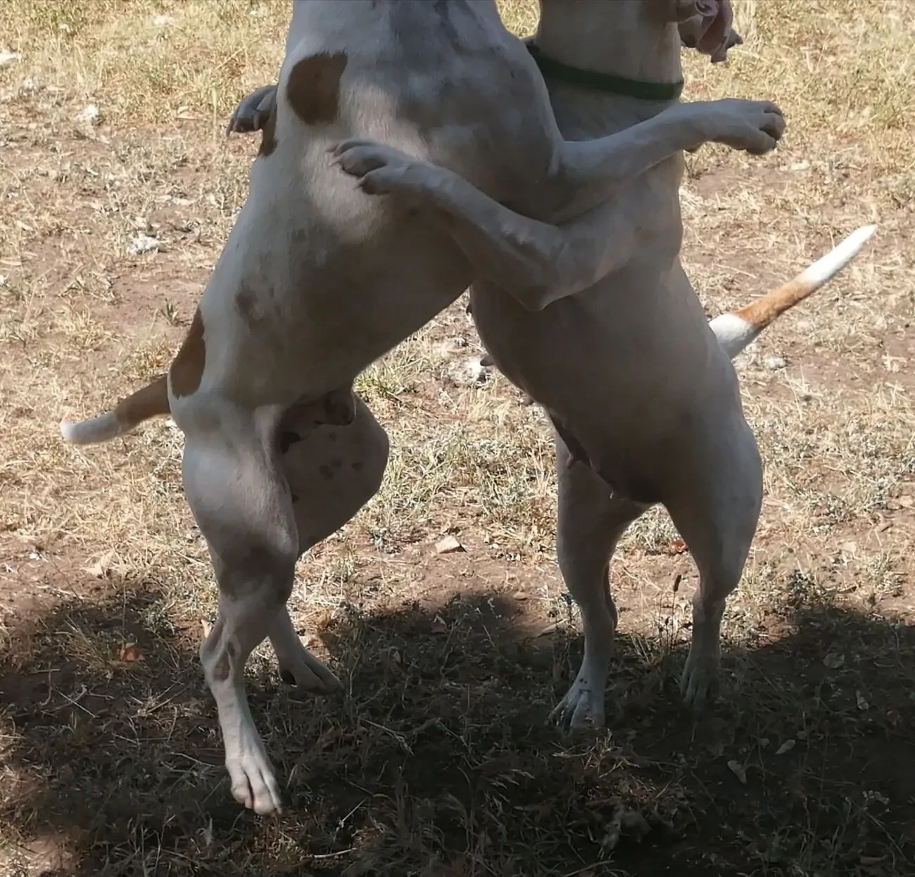 Щенок Стафаршидського Терьера  Дівчинка 4