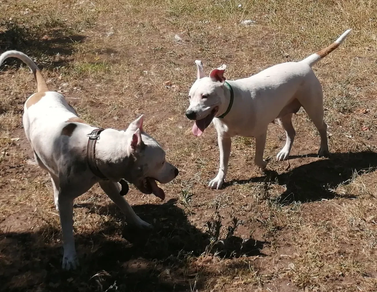 Щенок Стафаршидського Терьера  Дівчинка 2