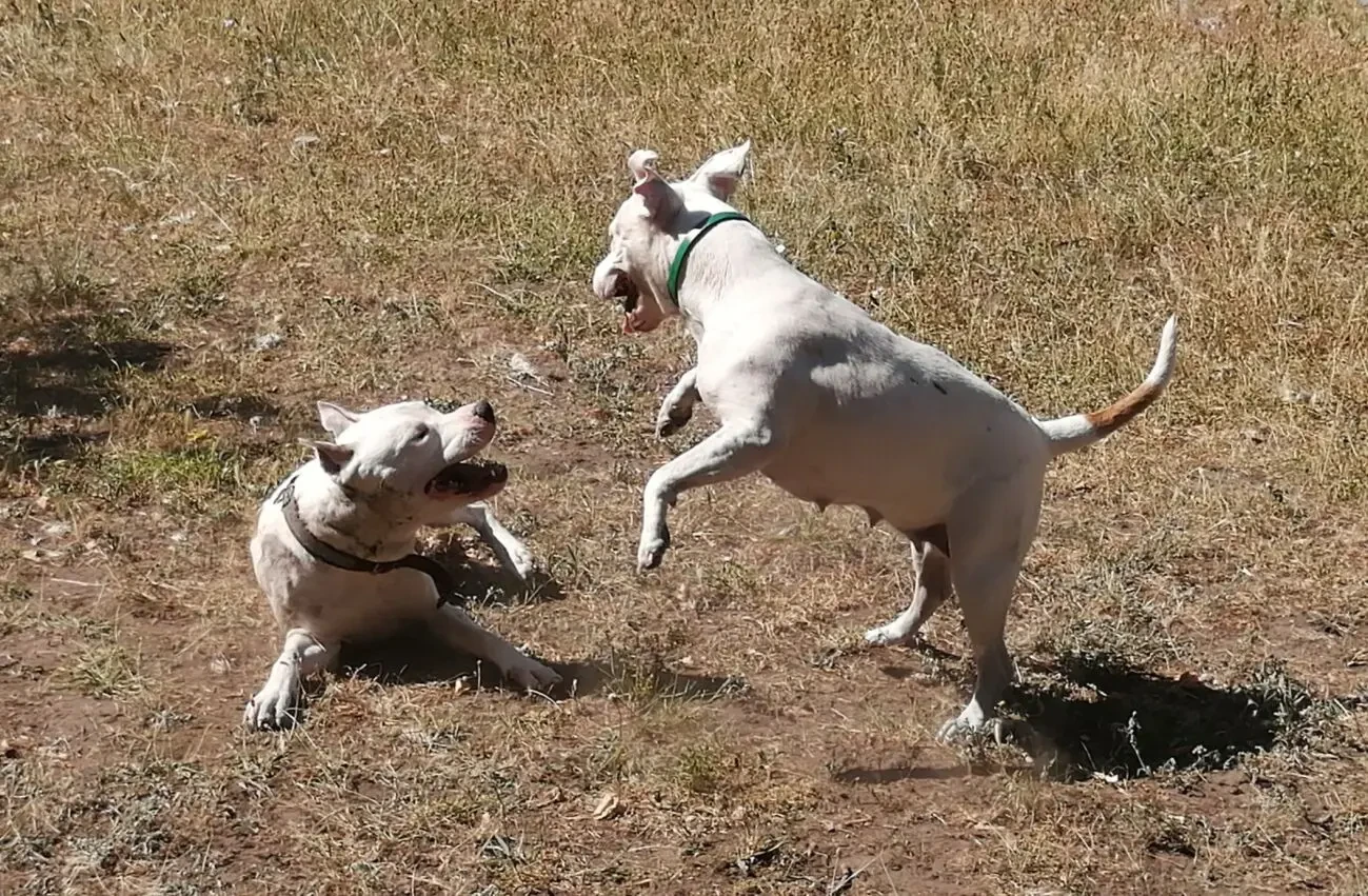 Щенок Стафаршидського Терьера  Дівчинка 5