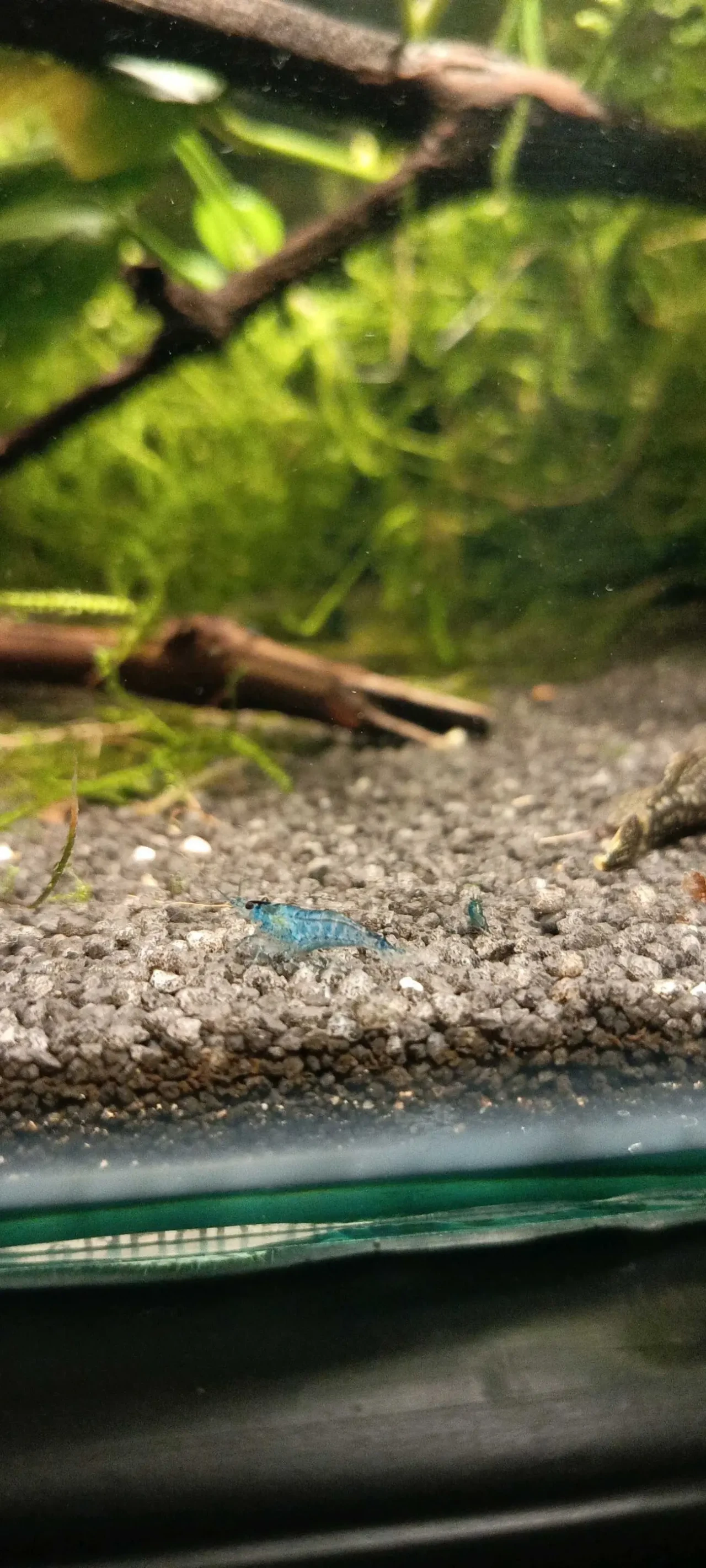 Креветки неокарідини сині 2