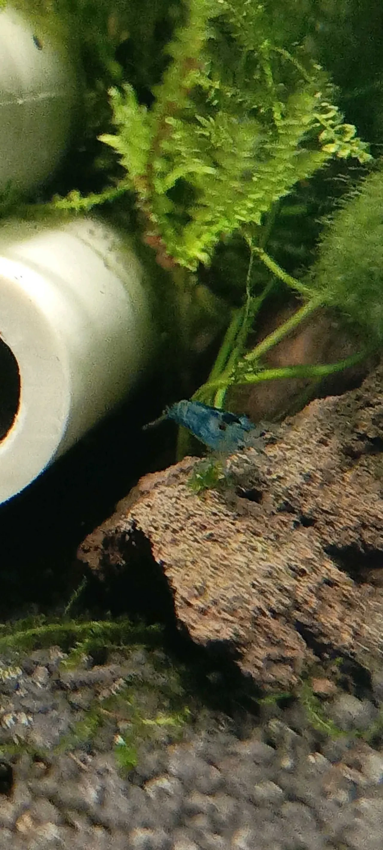 Креветки неокарідини сині